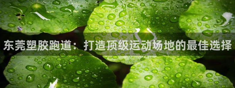 红足1世足球比分 localhost：东莞塑胶跑道：打造顶级运动场地的最佳选择